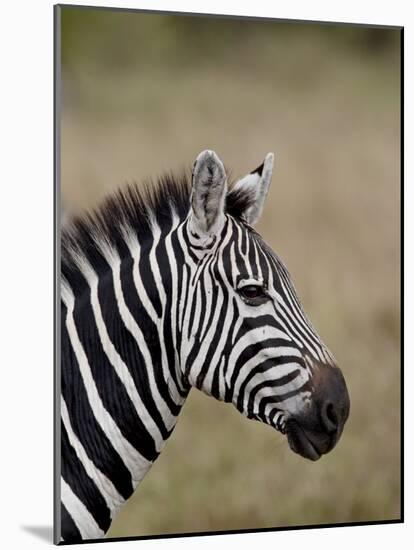 Grants Zebra, Masai Mara National Reserve-James Hager-Mounted Photographic Print