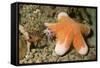 Granular Sea Star-Hal Beral-Framed Stretched Canvas