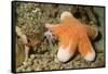 Granular Sea Star-Hal Beral-Framed Stretched Canvas