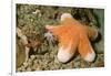 Granular Sea Star-Hal Beral-Framed Photographic Print