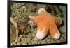 Granular Sea Star-Hal Beral-Framed Photographic Print