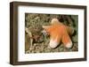 Granular Sea Star-Hal Beral-Framed Photographic Print