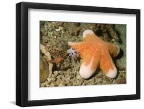 Granular Sea Star-Hal Beral-Framed Photographic Print