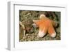 Granular Sea Star-Hal Beral-Framed Photographic Print