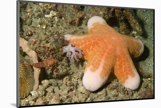 Granular Sea Star-Hal Beral-Mounted Photographic Print