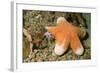 Granular Sea Star-Hal Beral-Framed Photographic Print