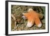 Granular Sea Star-Hal Beral-Framed Photographic Print