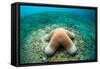 Granular Starfish (Choriaster Granulatus)-Reinhard Dirscherl-Framed Stretched Canvas