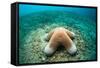 Granular Starfish (Choriaster Granulatus)-Reinhard Dirscherl-Framed Stretched Canvas