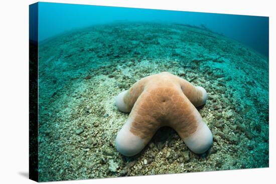 Granular Starfish (Choriaster Granulatus)-Reinhard Dirscherl-Stretched Canvas