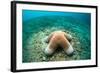 Granular Starfish (Choriaster Granulatus)-Reinhard Dirscherl-Framed Photographic Print