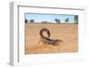 Granulated Thick-Tailed Scorpion (Parabuthus Granulatus), Kalahari Desert, South Africa-EcoPrint-Framed Photographic Print