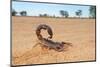 Granulated Thick-Tailed Scorpion (Parabuthus Granulatus), Kalahari Desert, South Africa-EcoPrint-Mounted Photographic Print