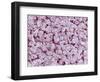 Granules Inside Fluorescent Light Bulb-Micro Discovery-Framed Photographic Print