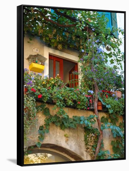 Grape Arbor and Flowers, Lake Garda, Malcesine, Italy-Lisa S^ Engelbrecht-Framed Stretched Canvas
