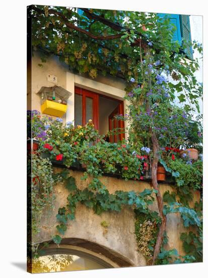 Grape Arbor and Flowers, Lake Garda, Malcesine, Italy-Lisa S^ Engelbrecht-Stretched Canvas