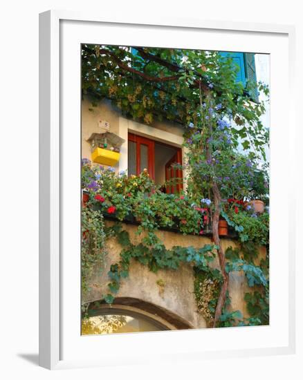 Grape Arbor and Flowers, Lake Garda, Malcesine, Italy-Lisa S^ Engelbrecht-Framed Premium Photographic Print