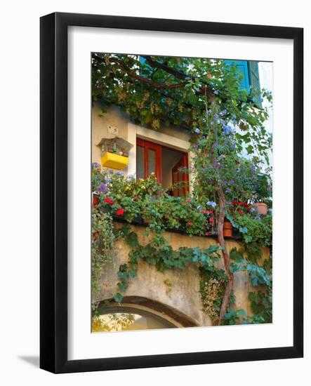 Grape Arbor and Flowers, Lake Garda, Malcesine, Italy-Lisa S^ Engelbrecht-Framed Photographic Print