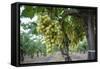 Grape at a Vineyard in San Joaquin Valley, California, United States of America, North America-Yadid Levy-Framed Stretched Canvas