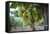 Grape at a Vineyard in San Joaquin Valley, California, United States of America, North America-Yadid Levy-Framed Stretched Canvas