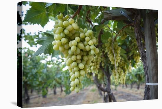 Grape at a Vineyard in San Joaquin Valley, California, United States of America, North America-Yadid Levy-Stretched Canvas