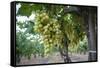 Grape at a Vineyard in San Joaquin Valley, California, United States of America, North America-Yadid Levy-Framed Stretched Canvas