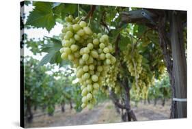 Grape at a Vineyard in San Joaquin Valley, California, United States of America, North America-Yadid Levy-Stretched Canvas