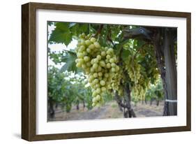 Grape at a Vineyard in San Joaquin Valley, California, United States of America, North America-Yadid Levy-Framed Photographic Print