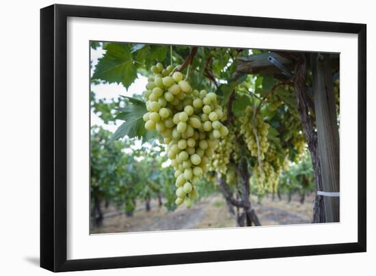 Grape at a Vineyard in San Joaquin Valley, California, United States of America, North America-Yadid Levy-Framed Photographic Print