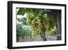 Grape at a Vineyard in San Joaquin Valley, California, United States of America, North America-Yadid Levy-Framed Photographic Print