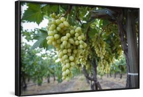 Grape at a Vineyard in San Joaquin Valley, California, United States of America, North America-Yadid Levy-Framed Photographic Print