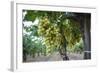 Grape at a Vineyard in San Joaquin Valley, California, United States of America, North America-Yadid Levy-Framed Photographic Print