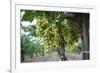 Grape at a Vineyard in San Joaquin Valley, California, United States of America, North America-Yadid Levy-Framed Photographic Print