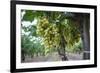 Grape at a Vineyard in San Joaquin Valley, California, United States of America, North America-Yadid Levy-Framed Photographic Print