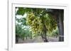 Grape at a Vineyard in San Joaquin Valley, California, United States of America, North America-Yadid Levy-Framed Photographic Print