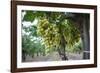 Grape at a Vineyard in San Joaquin Valley, California, United States of America, North America-Yadid Levy-Framed Photographic Print