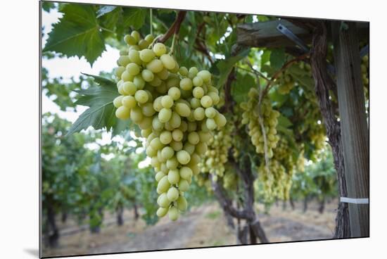 Grape at a Vineyard in San Joaquin Valley, California, United States of America, North America-Yadid Levy-Mounted Photographic Print