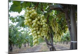 Grape at a Vineyard in San Joaquin Valley, California, United States of America, North America-Yadid Levy-Mounted Photographic Print