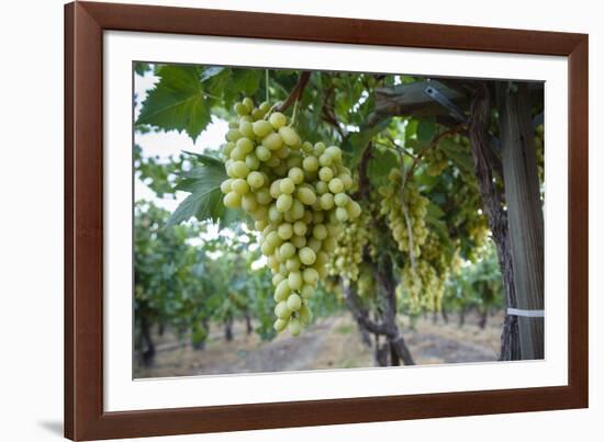 Grape at a Vineyard in San Joaquin Valley, California, United States of America, North America-Yadid Levy-Framed Photographic Print