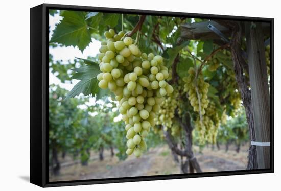 Grape at a Vineyard in San Joaquin Valley, California, United States of America, North America-Yadid Levy-Framed Stretched Canvas