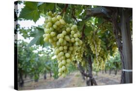 Grape at a Vineyard in San Joaquin Valley, California, United States of America, North America-Yadid Levy-Stretched Canvas