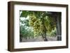 Grape at a Vineyard in San Joaquin Valley, California, United States of America, North America-Yadid Levy-Framed Photographic Print