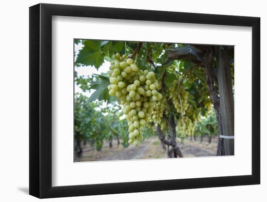 Grape at a Vineyard in San Joaquin Valley, California, United States of America, North America-Yadid Levy-Framed Photographic Print