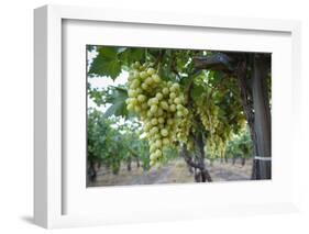 Grape at a Vineyard in San Joaquin Valley, California, United States of America, North America-Yadid Levy-Framed Photographic Print