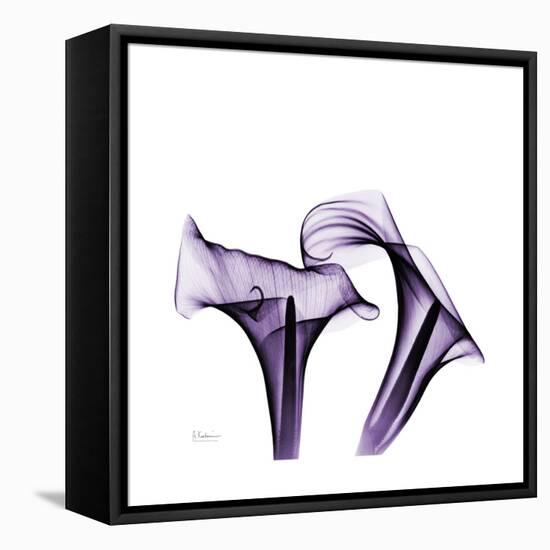 Grape Calla Lilies 1-Albert Koetsier-Framed Stretched Canvas