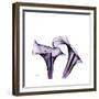 Grape Calla Lilies 1-Albert Koetsier-Framed Premium Giclee Print