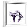 Grape Calla Lilies 1-Albert Koetsier-Framed Premium Giclee Print