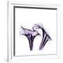 Grape Calla Lilies 1-Albert Koetsier-Framed Premium Giclee Print