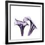 Grape Calla Lilies 1-Albert Koetsier-Framed Premium Giclee Print