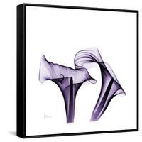 Grape Calla Lilies 1-Albert Koetsier-Framed Stretched Canvas